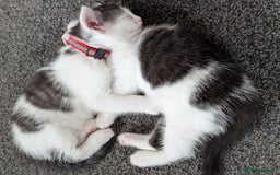 Domestic Shorthair cats for sale: 2 Beautiful Female Kittens Available for Rehoming - Image 7