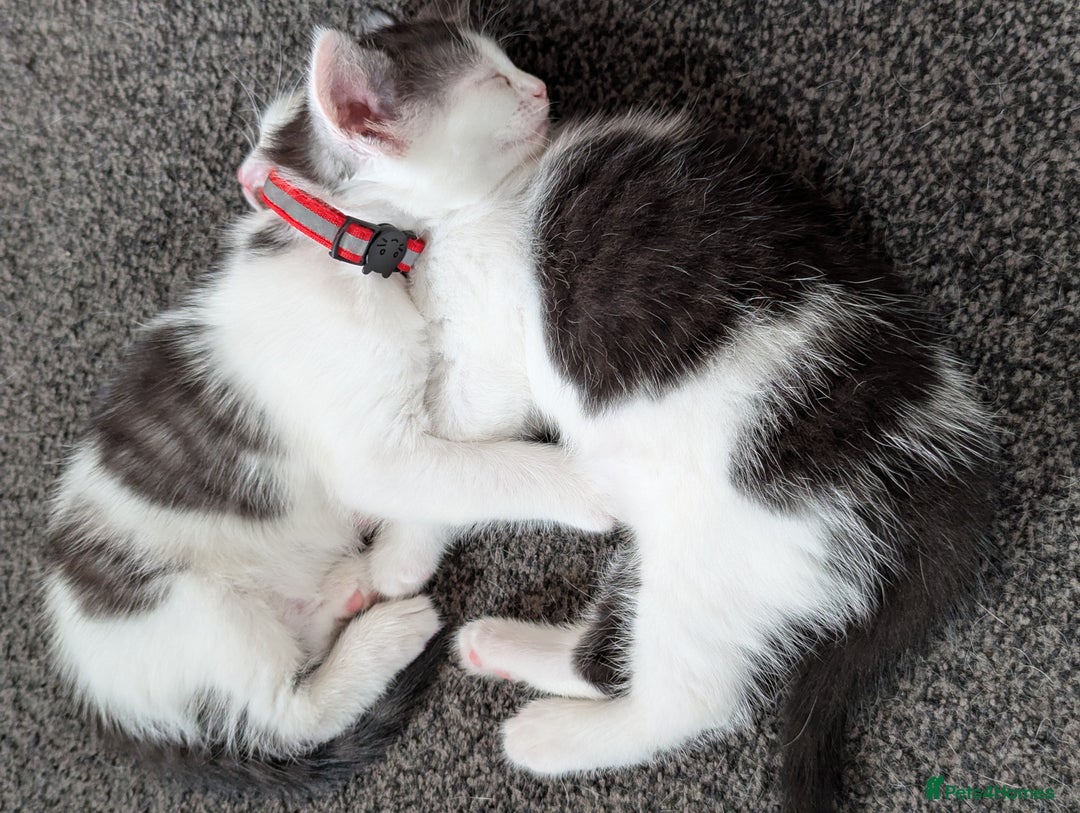 Domestic Shorthair cats for sale: 2 Beautiful Female Kittens Available for Rehoming - Image 7