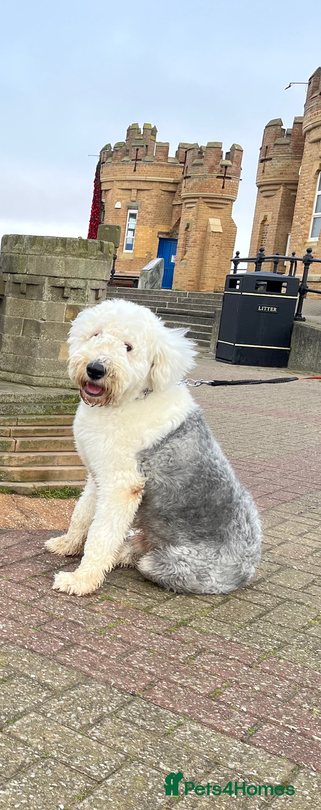 Old English Sheepdog dogs for stud: Proven KCRegistered Stunning OLD ENGLISH SHEEPDOG  in Mansfield - Image 1
