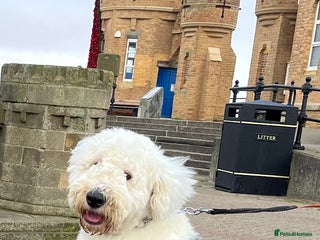Old English Sheepdog dogs in Mansfield - Advert 2