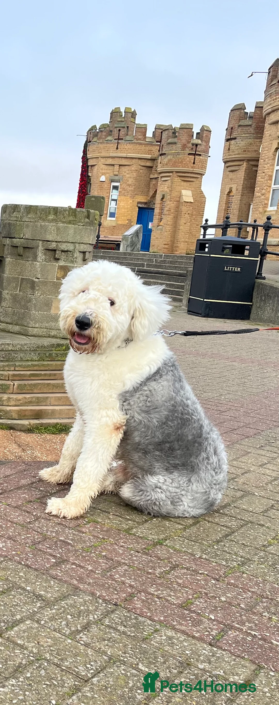 Old English Sheepdog dogs for stud: Proven KCRegistered Stunning OLD ENGLISH SHEEPDOG  in Mansfield - Advert 1