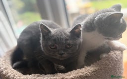 British Shorthair cats for sale: Ready now. Beautiful blue British shorthairs  - Image 3