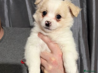 Pomchi dogs 🐻 Fluffy Rainbow Pomchis 🌈 - Advert 15