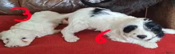 Cockapoo dogs for sale: F1 Cockapoo Puppies  - Advert 6