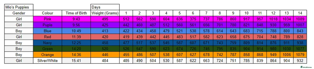 Golden Retriever dogs for sale: KC Golden Retriever puppies for sale - Advert 5