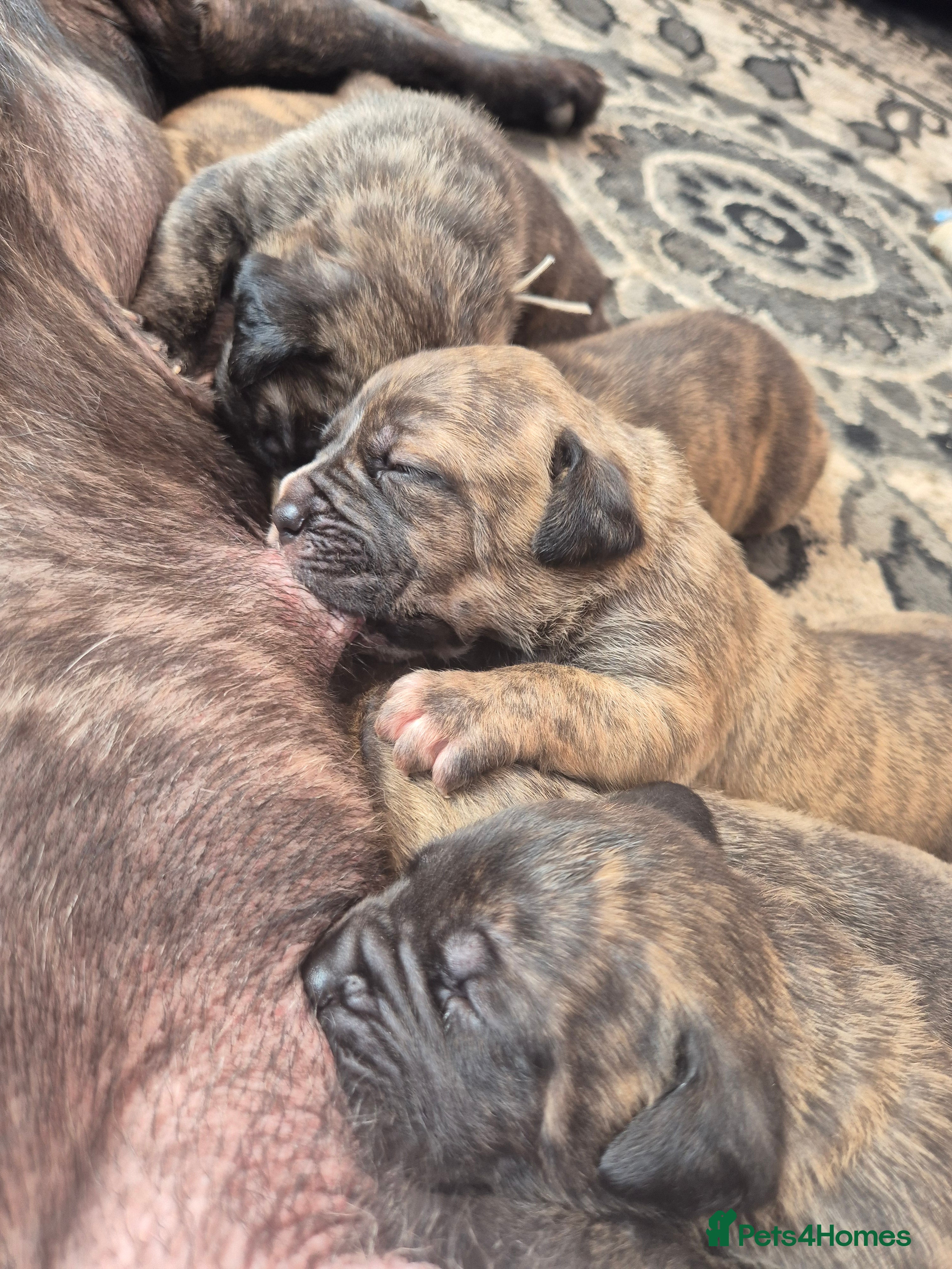 Mixed Breed dogs Beautiful Brindle Cane Corso/ Mastiff pups - Advert 2