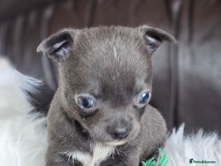 Chihuahua dogs 2 baby boy chiuaua - Advert 15