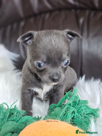 Chihuahua dogs 2 baby boy chiuaua - Advert 10