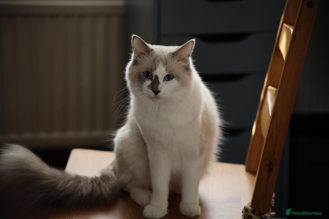 Ragdoll cats for sale: Gorgeous ragdoll kitten - Image 13