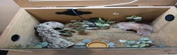 Leopard Gecko reptiles for sale: Leopard gecko and viv in Skelmersdale - Advert 2