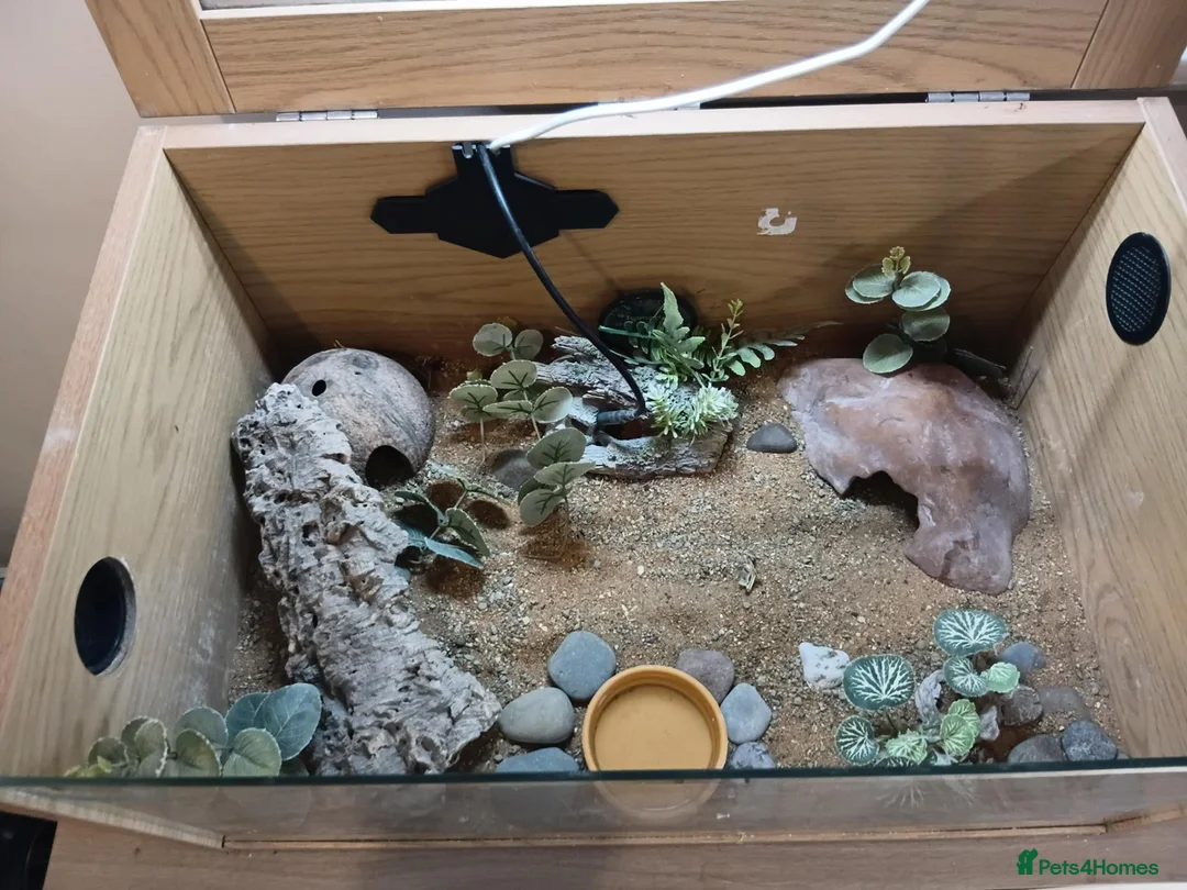 Leopard Gecko reptiles for sale: Leopard gecko and viv in Skelmersdale - Advert 2