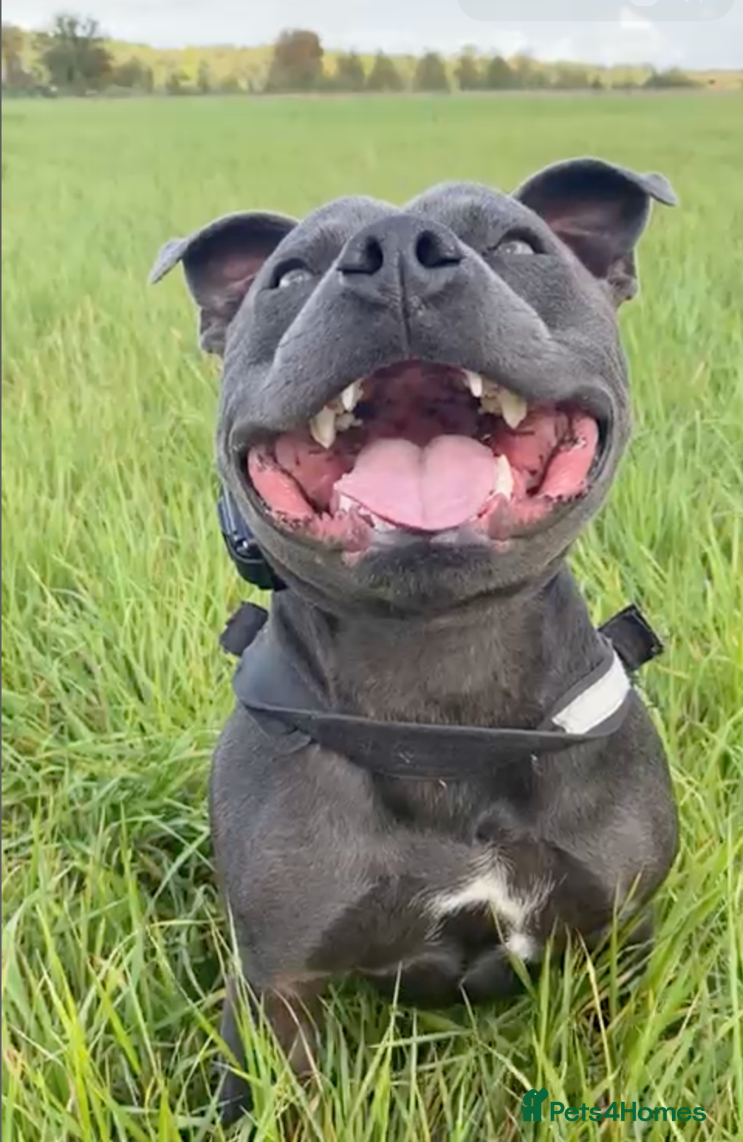 Staffordshire Bull Terrier dogs for sale: Obi is looking for a new loving home - Advert 4