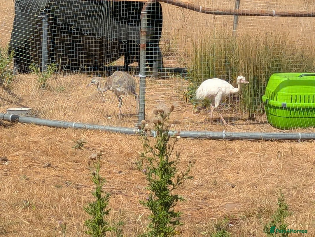 Mixed Breed livestock for sale: Rheas for sale, white and grey in Melton Constable - Advert 9