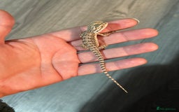 Bearded Dragon reptiles for sale: Bearded Dragon babies - Advert 2