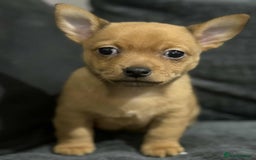 Mixed Breed dogs for sale: 2 chihuahua x jack Russell  - Image 9
