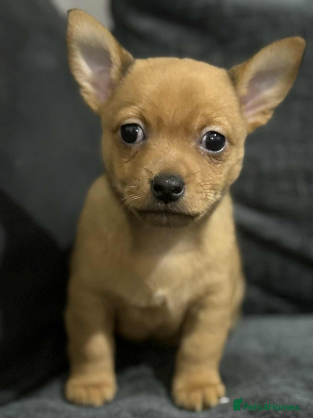 Mixed Breed dogs for sale: 2 chihuahua x jack Russell  - Image 9