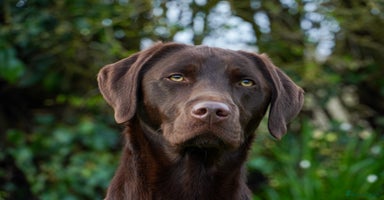 Labrador Retriever dogs - Advert 4
