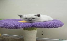 British Shorthair cats for sale: British Shorthaired kittens  - Image 4