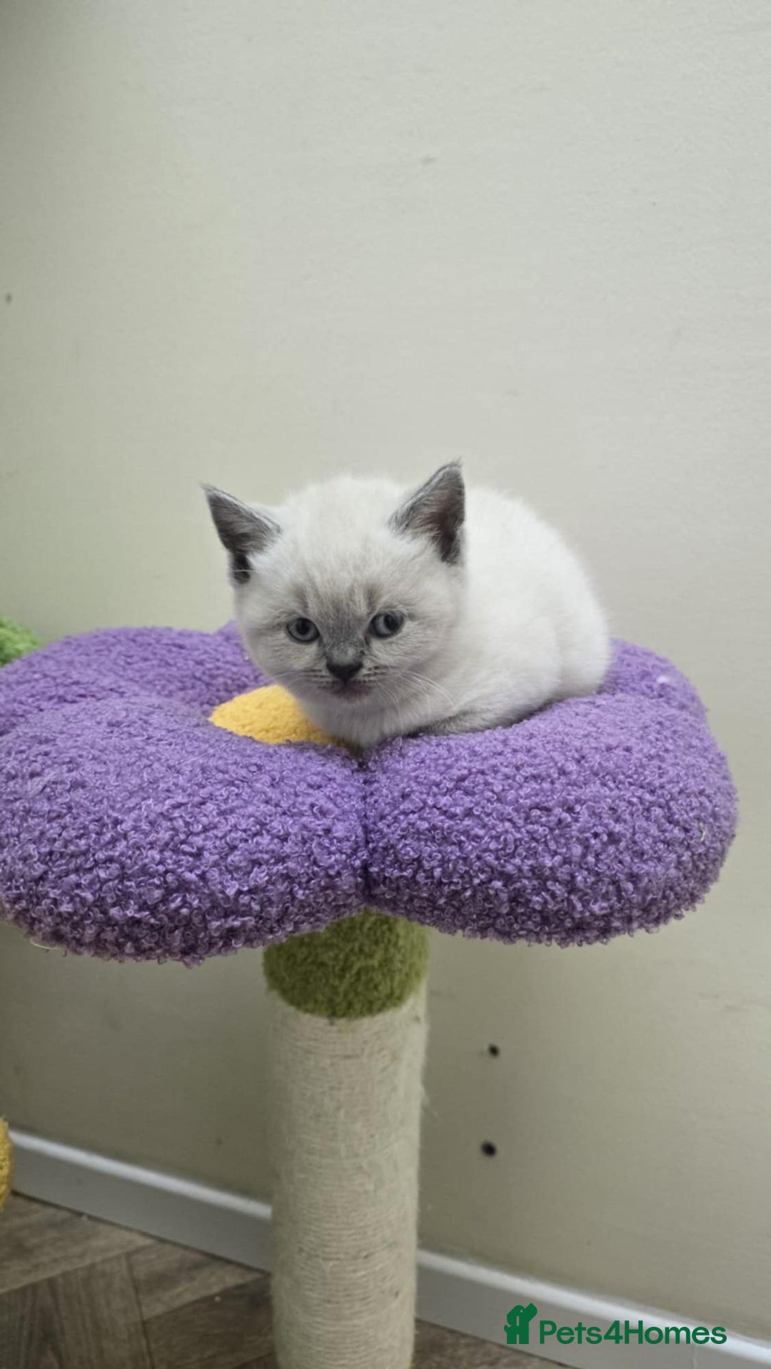 British Shorthair cats for sale: British Shorthaired kittens  - Image 4