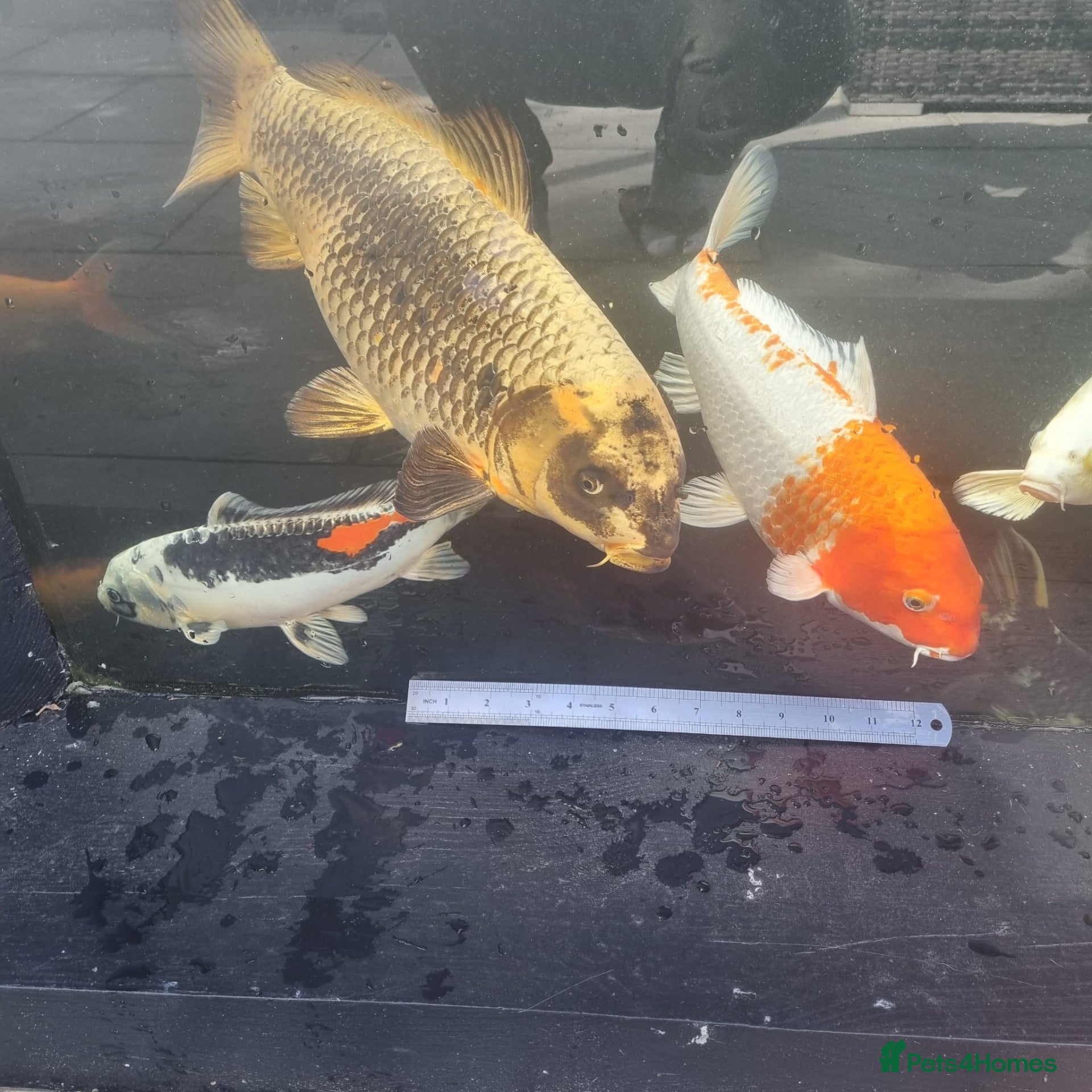 Koi Carp fish Koi /Orf /Tench- 11 in total - Advert 1