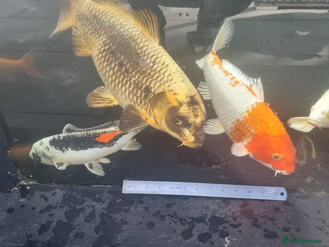 Koi Carp fish for sale: Koi /Orf /Tench- 11 in total - Advert 1