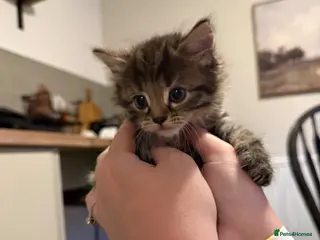 Mixed Breed cats 5 kittens for sale - Advert 1