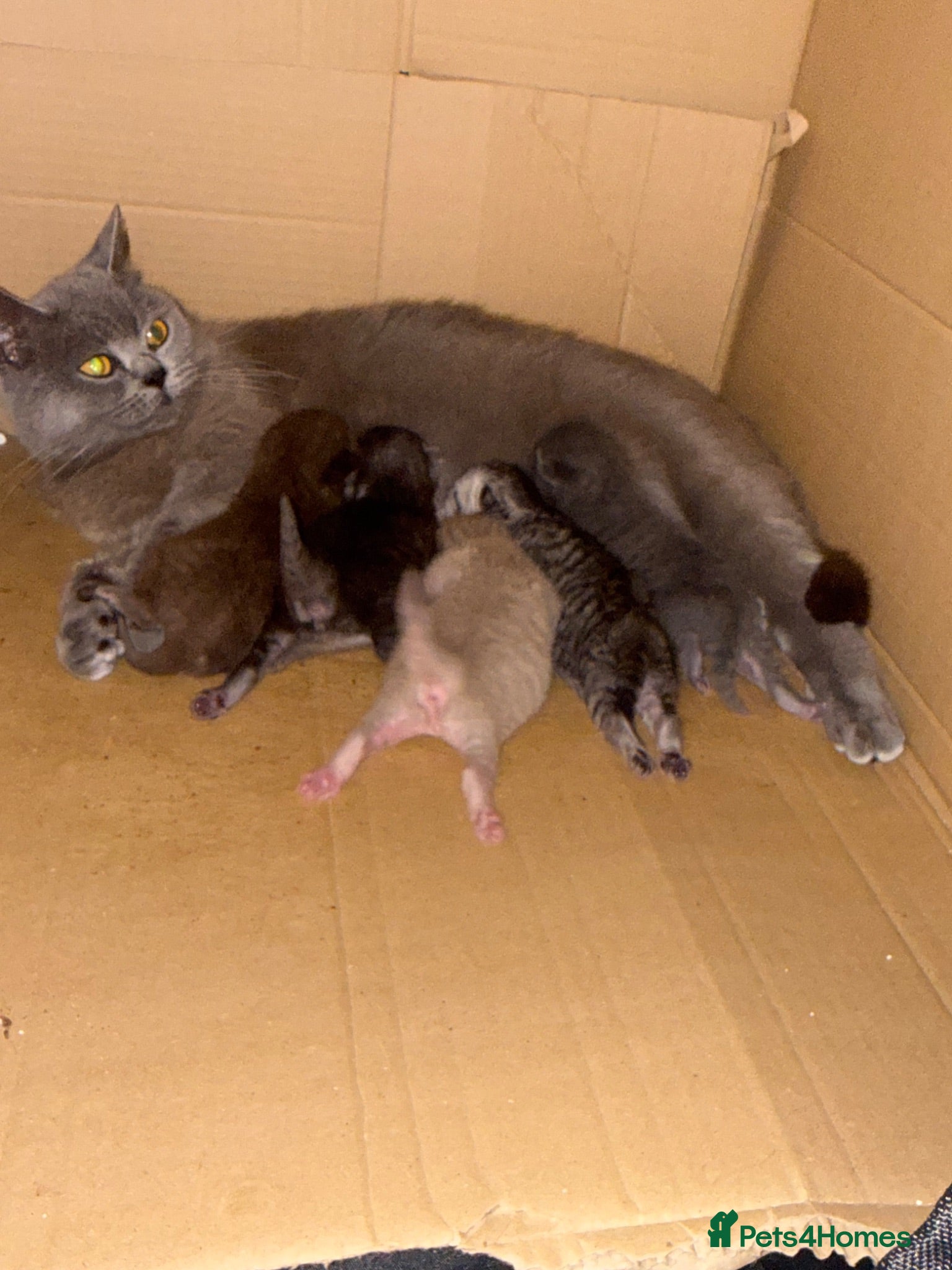 British Shorthair cats Scottishstraight x British shorthair kittens  - Advert 1