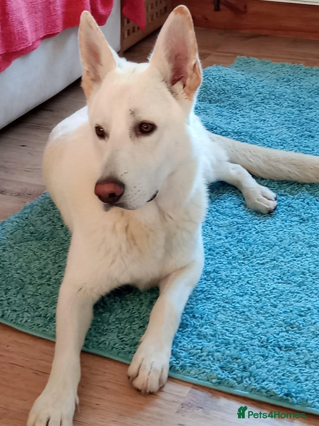 German Shepherd dogs for sale: White German Shepherd Dog 6 Years Old - Advert 6