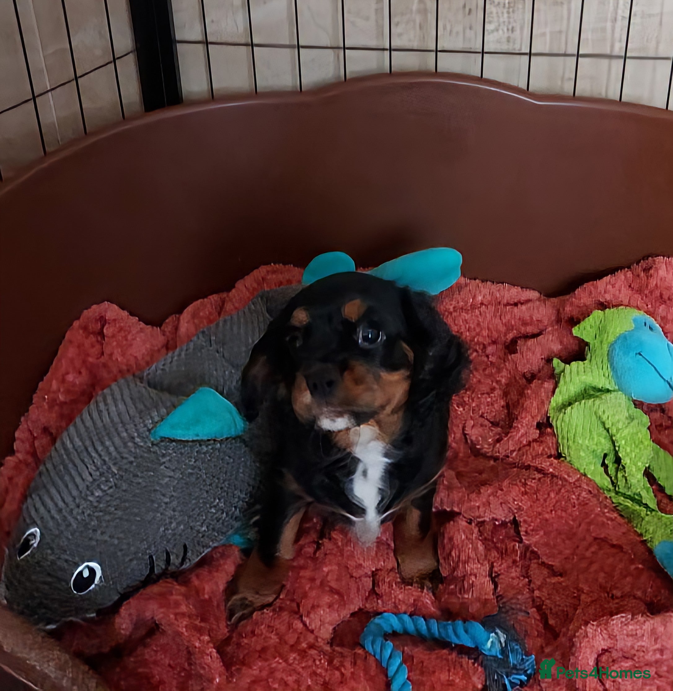 Cavalier King Charles Spaniel dogs LAST BOY !!! CKCS !!! ( DWKC REGISTERED)/DNA - Advert 1