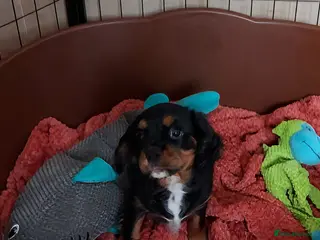 Cavalier King Charles Spaniel dogs LAST BOY !!! CKCS !!! ( DWKC REGISTERED)/DNA - Advert 1