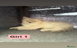 Ragdoll cats for sale: *stunning* litter of 7 ragdoll kittens  - Image 8