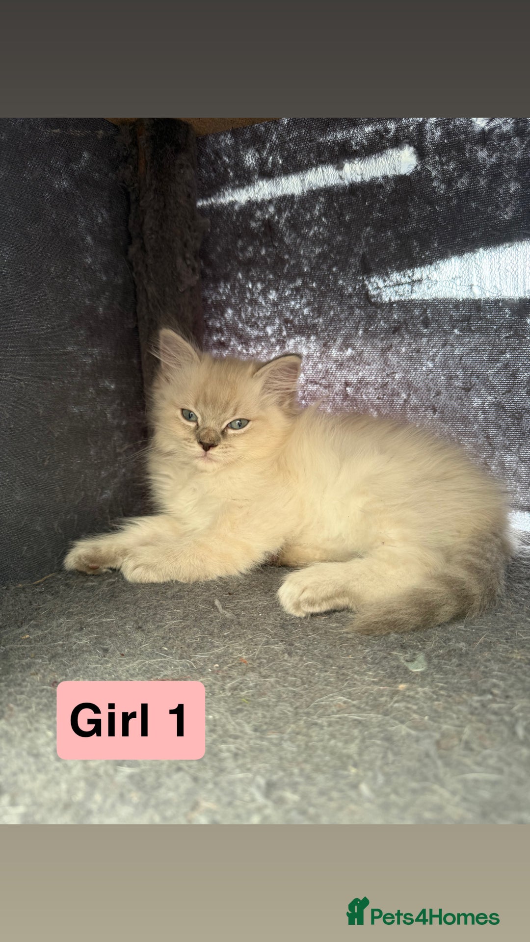 Ragdoll cats for sale: *stunning* litter of 7 ragdoll kittens  - Image 8