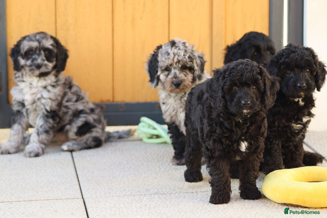 Cavapoo dogs for sale: Beautiful Cavapoochons for sale  - Image 18