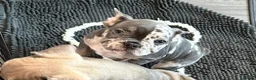 French Bulldog dogs for sale: FRENCH BULLDOGS  in Coalville - Advert 3