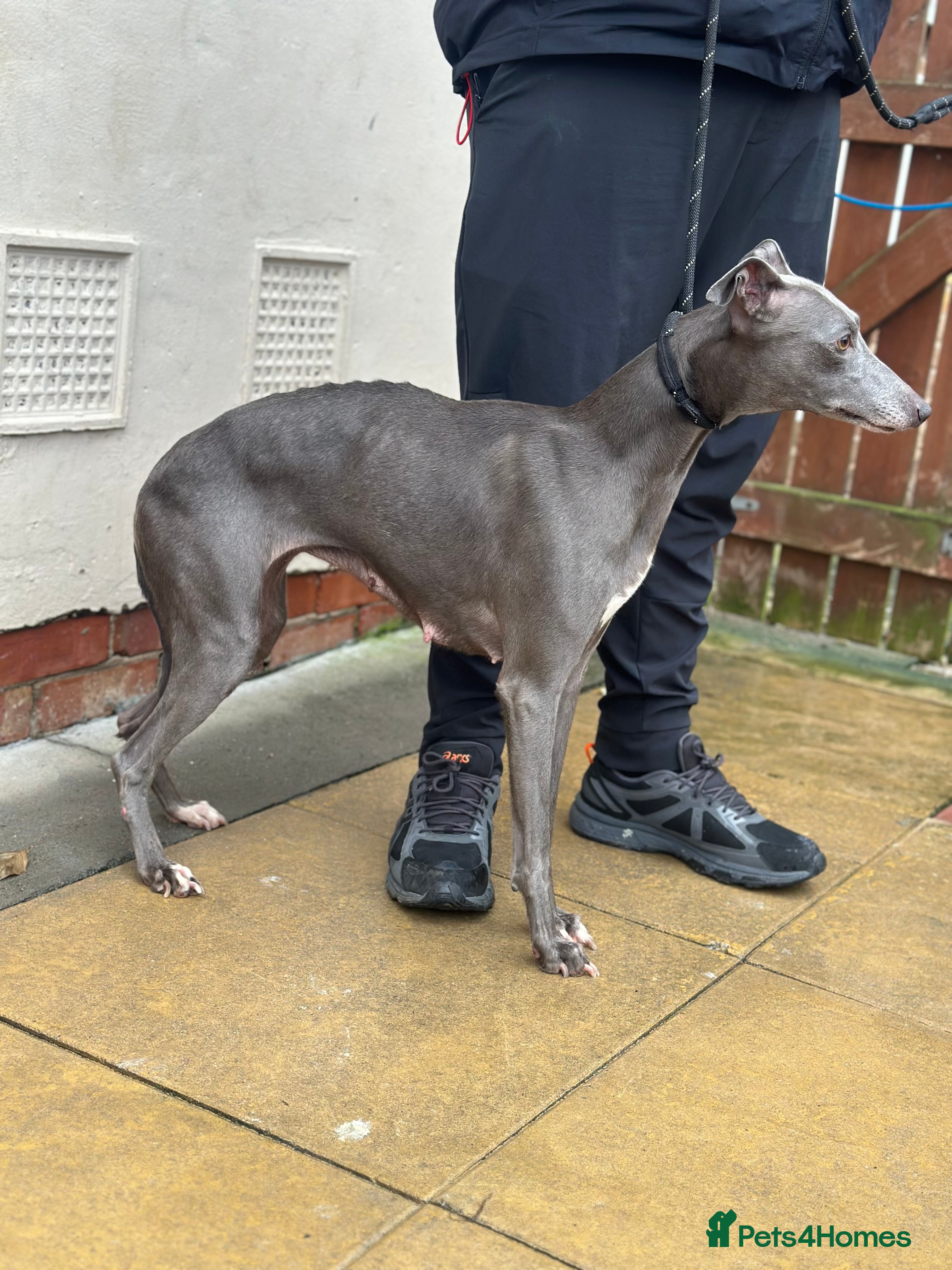 Whippet dogs 3 and a half year old female whippet - Advert 2