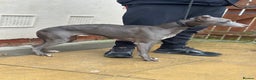 Whippet dogs for sale: 3 and a half year old female whippet - Advert 1