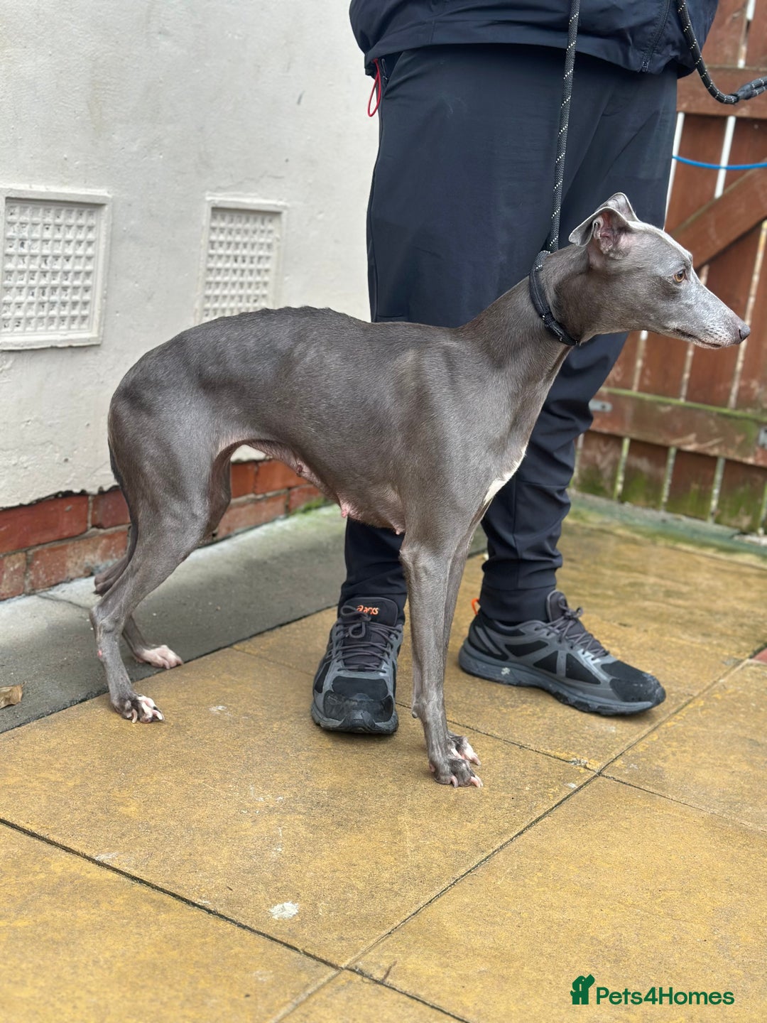 Whippet dogs for sale: 3 and a half year old female whippet - Advert 1