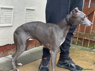 Whippet dogs 3 and a half year old female whippet - Advert 9