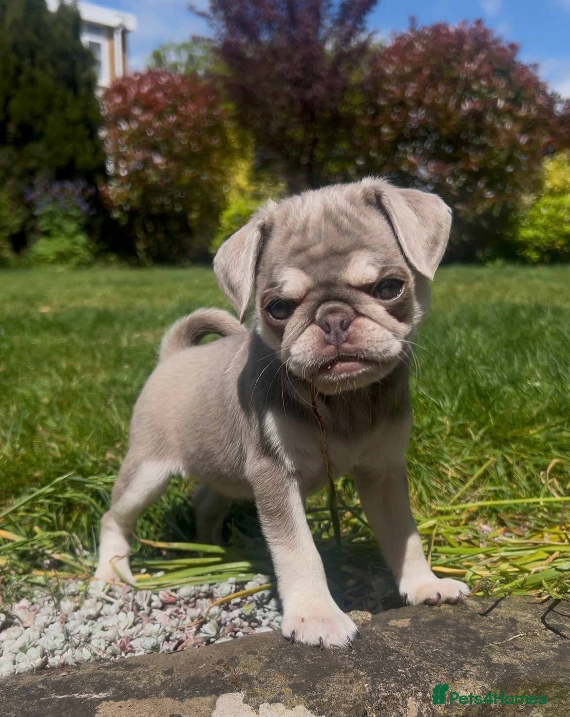 Pug dogs Female Pug puppy - Advert 4
