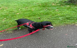 Cocker Spaniel dogs for sale: 1 year old male Cocker Spaniel.  - Image 1