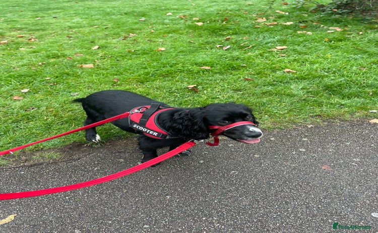 Cocker Spaniel dogs - Advert 1