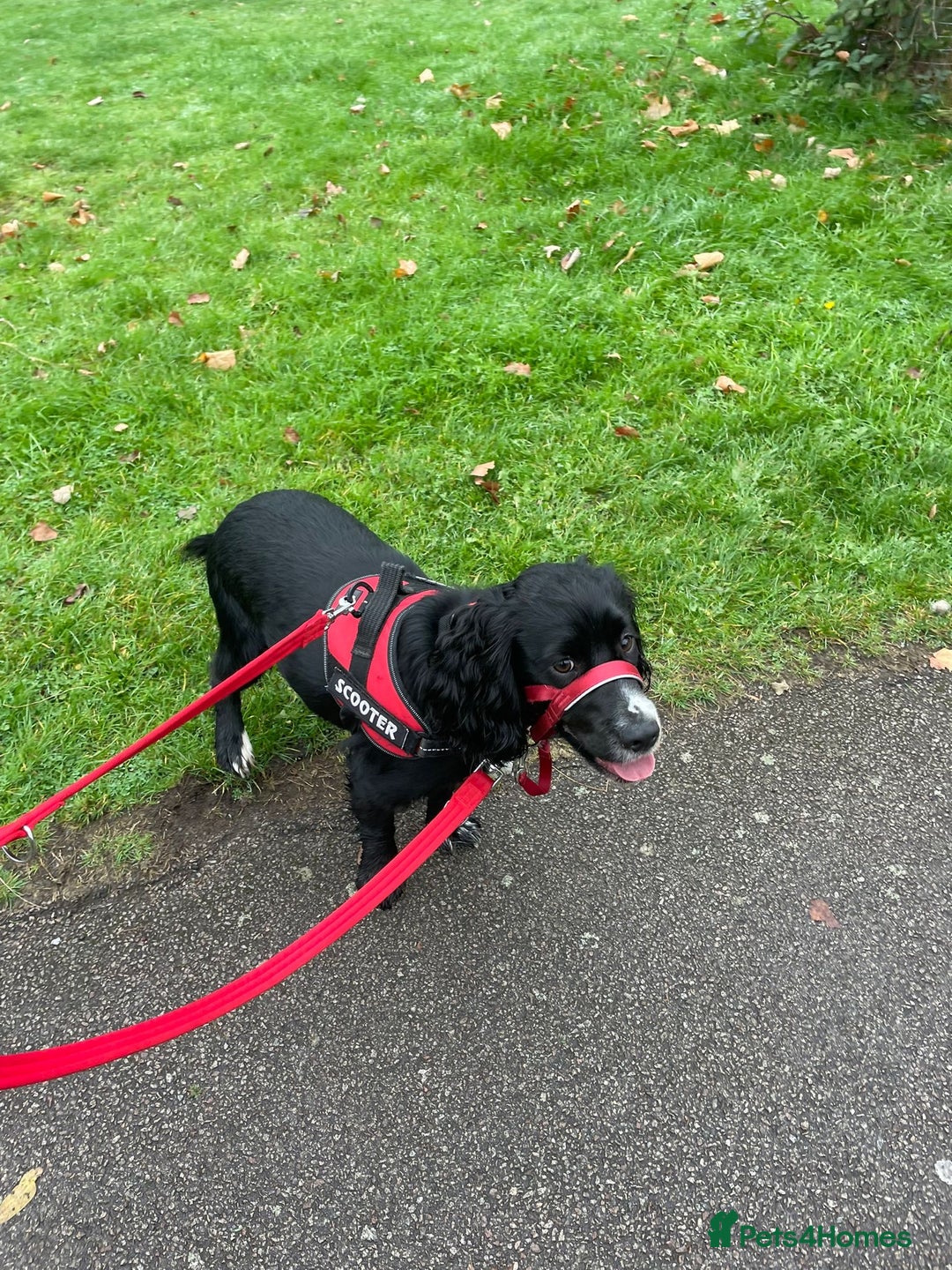Cocker Spaniel dogs for sale: 1 year old male Cocker Spaniel.  - Image 1