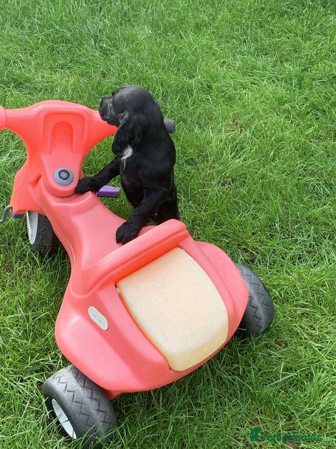 Cocker Spaniel dogs for sale: Beautiful cocker spaniel puppies available now - Image 4