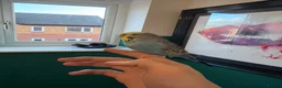 Budgerigars birds for sale: Budgie and full setup - Advert 1