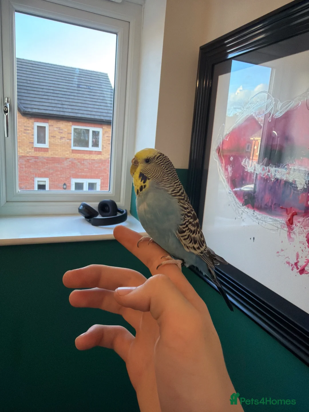 Budgerigars birds for sale: Budgie and full setup - Advert 1