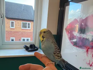 Budgerigars birds Budgie and full setup - Advert 1