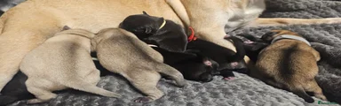 Pug 5