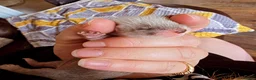 Ferret rodents for sale: Kitts for sale all jills in Walsall - Advert 2