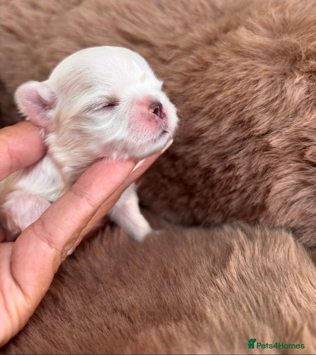 Maltese dogs for sale: Bambelina Full Korean Bloodline Maltese - Advert 7