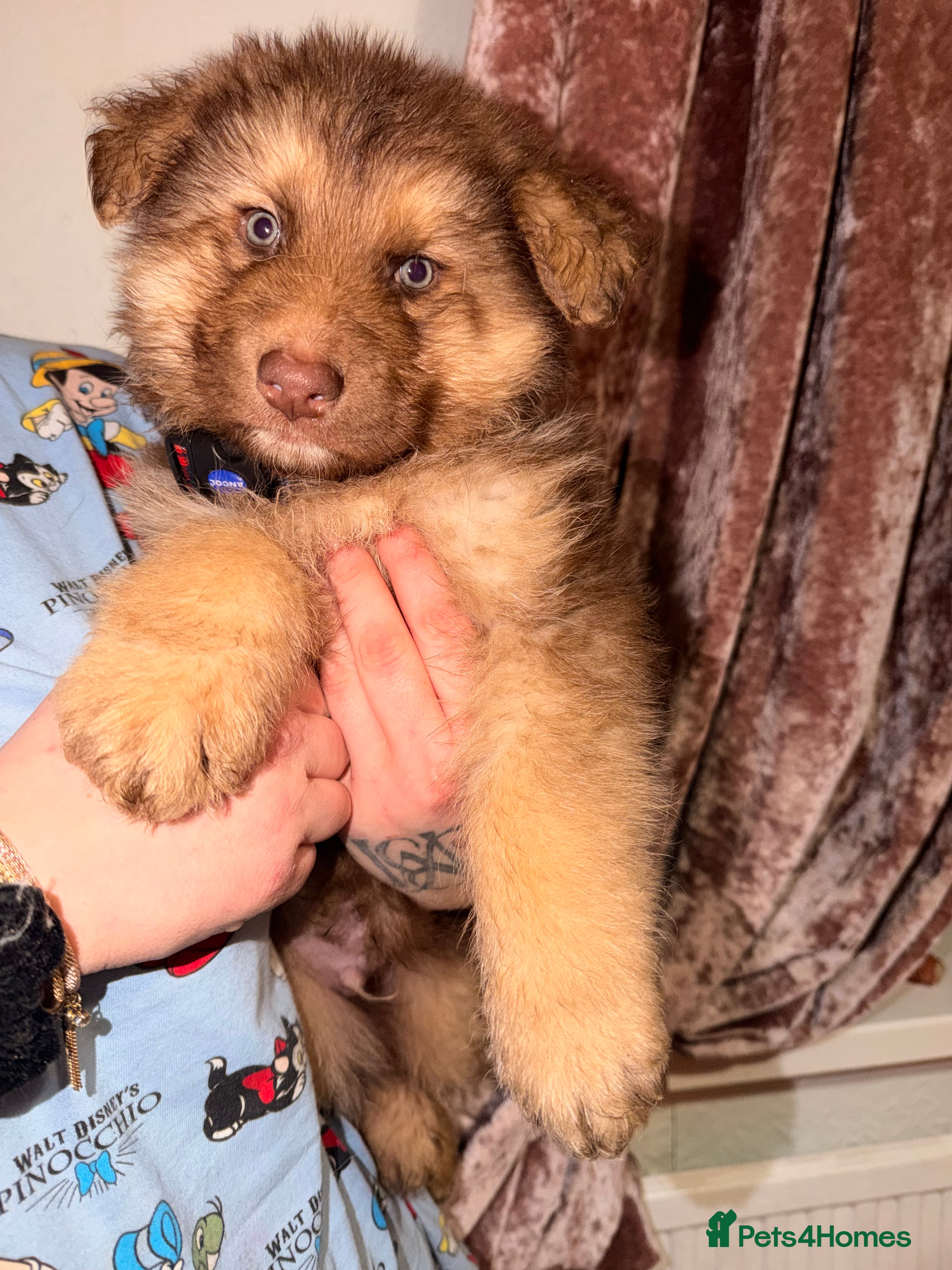 German Shepherd dogs ✨⭐️RARE German shepherd puppies⭐️✨ - Advert 5